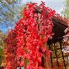 Generic Parthenocissus quinquefolia - serre balcone interna giardino roccioso sul in vaso 30semi