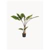 Bizzotto Set di 2 piante artificiali Dieffenbachia -