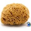 tom&pat® Vera spugna da bagno naturale Honeycomb non sbiancata (13-14 cm)