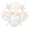 SKOOLOVE 12Pezzi Stelle Marine e Conchiglie Miste 6-10CM Conchiglie Naturali per Decorazioni di Matrimonio, Festa a Tema Spiaggia, Decorazioni per la Casa, Artigianato Fai-da-Te, Acquario