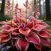 DSFERJHU Resistenti al freddo e alla siccità&Adatte per la decorazione di giardini e balconi/Hostas/Rizoma Hosta/Hosta resistenti-4 Rhizome-C
