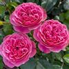 DUTCH BULBS EXCLUSIVE PLANTS FROM HOLLAN Rosa Leonardo da Vinci - 2 Piante - Piante Vere da Esterno - Profumata