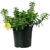 Plantì HYPERICUM CALYCINUM. Arbusto sempreverde da esterno, vaso da 19 cm. Piante vere per giardino e terrazzo con fiori gialli brillanti. 6 mesi di concimazione inclusi.