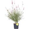 Plantì GAURA LINDHEIMERI Gaura, Pianta vera da interno e pianta da esterno vera con fogliame verde scuro Diametro vaso 19 cm (Geyser white)