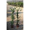 Vivai Decandia Giovanni PIANTA DI RINCOSPERMUM JASMINOIDES GELSOMINO ALT. 130 cm PROFUMATO