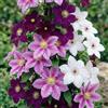 DUTCH BULBS EXCLUSIVE PLANTS FROM HOLLAN Piante Vere da Esterno - 3 Piante di Clematis Tricolor - Mix di 3 varietà | Perenni, Piante e Fiori Esclusivi dall'Olanda, Bianco-Rosso-Rosa-Viola (non semi, bulbi e non artificiali)