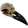 Alchemy Corvus Alchemica Raven Skull by Alchemy