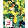 HERBOPLANET SRL MSA QUERCUS PEDUNCOL 50 ML