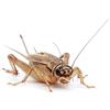 Eurocrickets | Grilli vivi da pasto (Acheta domesticus) misura n. 2 (6-8 mm) Small | Midi Pack - 250 pezzi | insetti vivi per rettili