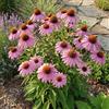 Bloomique - Set di 6 - Echinacea Purpurea - Echinacea - Ricca fioritura - Resistente all'inverno - Perenne - Altezza 10-20 cm - Vaso da 9 cm