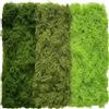 BITOYO 300g Muschio Stabilizzato, Muschio Finto per Decorazioni, Piante Stabilizzate Artificiali Interno per Mestiere Modellismo Terrario Casa Decori Natale Pasqua Nozze(Verde Chiaro, Verde, Verde Scuro.)