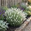 Bloomique - Set di 6 - Lavandula Edelweiss - Lavanda vera - Resistente - Profumata - Perenne - Altezza 10-20 cm - Vaso da 9 cm