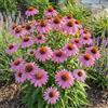 Bloomique - Set di 3 - Echinacea Purpurea Magnus - Echinacea - Ricca fioritura - Resistente all'inverno - Perenne - Altezza 10-20 cm - Vaso da 9 cm