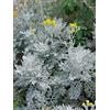 Generic 1 PIANTA CINERARIA MARITIMA VASO 12CM PIANTE DA ESTERNO