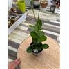 VIVAIO GARDEN FOREST Hoya australis vaso 10cm foto reali Fiore di cera pianta grassa