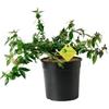 Plantì Abelia Grandiflora Little Beauty - Arbusto Rustico Sempreverde da Esterno, Pianta per Giardino e Terrazzo, Vaso da 19 cm, 6 Mesi di Concimazione con Sistema Plantì