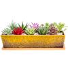 ARTKETTY Vasi per piante grasse, lunghi 30 cm, rettangolari, con vassoio di drenaggio, grandi piante da fiori di cactus in ceramica, per interni ed esterni, bonsai poco profondo, decorazione per la