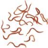 Tonysa Esche da Pesca a Forma di Verme da 10 Cm Esche Morbide per gli Appassionati di Pesca All'aperto Scatola in PVC 17-18 Pezzi