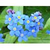 Generic Portal Cool 6 X Myosotis Palustris Stagno Marginale/Piano Acquatica Bog