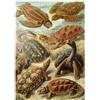 MyPuzzle.com MyPuzzle Tartarughe (Chelonia) - Forme D'arte In Natura, Poster D'epoca, Ernst Haeckel - Premium 1000 Pezzi Puzzle - MyPuzzle Collezione speciale di Havana Puzzle Company