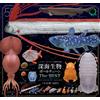 IKIMON Deep Sea Creatures Ball Chain Mascotte il MIGLIOR set di 10 Gacha