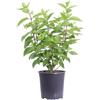 eGarden.store Pianta vera di Ortensia Hydrangea Paniculata Limelight diverse grandezze fiori verde-lime cespuglio ornamenta da esterno venduto da eGarden.store (Vaso 17 cm)