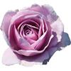 Rose Barni Nautica®, rosa viva di Rose Barni®, rosa in vaso effetto massivo di color lilla lavanda, ideale per coltivazione in vaso, composizioni e cespugli compatti, rifiorente cod. 73021