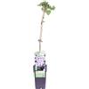 eGarden.store Pianta di Clematide o Clematis diverse varietà pianta ornamentale da esterno pianta rampicante vera fiori vari colori venduta da eGarden.store (Huldine)