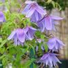 ClematisOnline Clematis Alpina (Clematide alpina) Pianta rampicante - Vaso da 1,5 litri - Blu e resistente | ClematisOnline Piante e fiori rampicanti