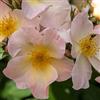 Rose Barni Sally Holmes®, rosa viva di Rose Barni®, rosa in vaso effetto massivo di color bianco e albicocca, ideale per coltivazione in vaso, composizioni e cespugli vigorosi, rifiorente cod. 76056