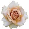 Rose Barni Mokarosa®, rosaio vivo Rose Barni®, rosa in vaso colore caffè crema, linea prestigio, fiori grandi e leggermente profumati, ideale per coltivazione in vaso e cespugli, rifiorente e robusta cod.71198