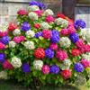 GardenersDream Piante da giardino fiorite vibranti Hydrangea Tricolore in vaso per esterni.