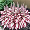 XCMBNHY Fioriere di durata Qualità, Orli Hosta, Grande Invernale, Colori Misti, Orli Funkie, Hosta Perenne, Giardino Ideale, 6 Cipolle-E