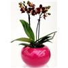 POWERS TO FLOWERS - ORCHIDEA PHALAENOPSIS NERA IN VASO CERAMICA SFERICO FUCSIA, Pianta Vera