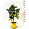 Generico Limone Carrubaro in Vaso Ø20 cm - Agrume Tradizionale Siciliano - Prodotto in Sicilia dal Vivaio uJardinu - Pianta da Esterno Sempreverde e Profumata
