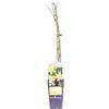 eGarden.store Pianta di Gelsomino D'Inverno Pianta di Jasminum Nudiflorum pianta da esterno pianta rampicante pianta ornamentale a fiore giallo pianta vera venduta da eGarden.store