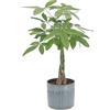 KENTIS - Pachira Acquatica - Pianta Portafortuna - Piante da Interni Vere - H 65-75 cm Vaso Ø 17 cm