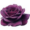 Rose Barni Purple Eden®, rosaio vivo Rose Barni®, rosa viola scuro, pianta cespugliosa e compatta, profumata, adatta alla coltivazione in vaso, resistente ai parassiti, rifiorente fino autunno cod.72082