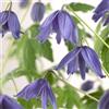 ClematisOnline 2 piante rampicanti Clematis Alpina (foresta) - blu e resistente - 2 piante rampicanti | 2 vasi da 1,5 litri
