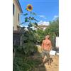 Semi Strani SEMISTRANI.IT - GIRASOLE GIGANTE 50 SEMI, UN MURO DI FIORI ALTO 5 METRI + GUIDA COLTIVAZIONE