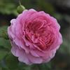 Rose Barni Princess Alexandra of Kent®, rosa viva di Rose Barni®, rosa in vaso English Roses®, fiori grandi a coppa, profumo intenso, colore rosa caldo, cod. 71228
