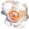 Rose Barni Sans Souci®, rosaio vivo Rose Barni®, rosa color crema rosato, pianta vigorosa a ricco fogliame, adatta alla coltivazione in vaso, aiuole e bordure, resistente ai parassiti. Rosa rifiorente cod.72090
