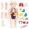 Generico Modellino Corpo Umano per Bambini Modello Anatomico del Corpo Umano Giochi Educativi Bambini Studia Anatomia Umana Modello del Corpo 3D Organi Rimovibili Modello Realistico di Anatomia Umana (a)
