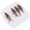 CYRENT Esche realistiche Stonefly ninfa per pesca a mosca in acciaio e piuma per pesca alla trota, spigola, temolo, bluegill, acqua dolce, confezione da cinque