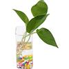 Fdit Vaso in vetro per piante e fiori per coltura da appendere, a forma di cipolla, transparent, #5