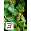 HERBOPLANET SRL MSA FAGUS SYLVATICA 50ML