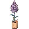 Rolife 3D Puzzle Mazzo di Fiori in Legno Bloom Kit Modello Artigianale per Adulti Fiori Eterni Regalo Romantico per Donne Mamma Natale/Compleanno/Valentino/Festa della Mamma (Lilla)