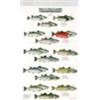 Craig Macgowan Mac's Field Guides: North American Salmon & Trout (Tascabile)