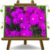 EURO PLANTS VIVAI Fiore di Mesembriantemo Fucsia Vaso 14 cm