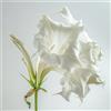 SemiSauvage 15 Semi di Tromba degli Angeli Bianco (Brugmansia suaveolens) - SemiSelvaggio Permacultura